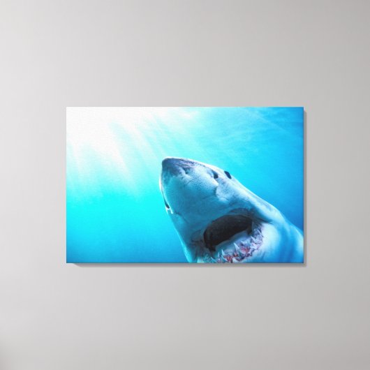 Grote witte haai | Zuid-Afrika Canvas Afdruk (Voorkant)