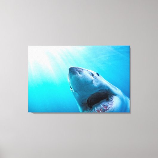 Grote witte haai | Zuid-Afrika Canvas Afdruk (Voorkant)