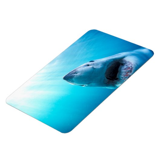 Grote witte haai | Zuid-Afrika Magneet (Linkerzijde)