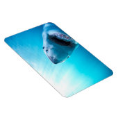 Grote witte haai | Zuid-Afrika Magneet (Rechterzijde)