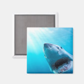 Grote witte haai | Zuid-Afrika Magneet (Voorkant / Achterkant)