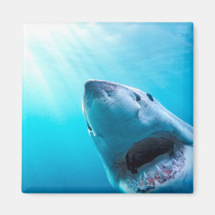 Grote witte haai   Zuid-Afrika Magneet