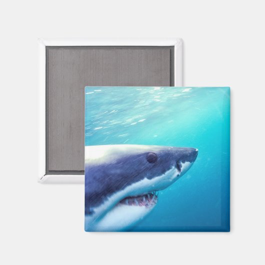 Grote witte haai | Zuid-Afrika Magneet (Voorkant / Achterkant)