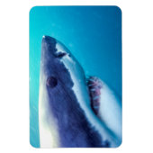 Grote witte haai | Zuid-Afrika Magneet (Verticaal)