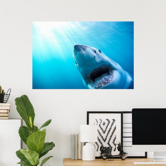 Grote witte haai | Zuid-Afrika Poster (Thuiskantoor)