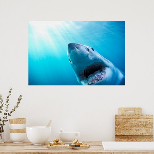 Grote witte haai | Zuid-Afrika Poster (Keuken)