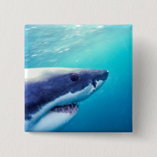 Grote witte haai | Zuid-Afrika Vierkante Button 5,1 Cm (Voorkant)
