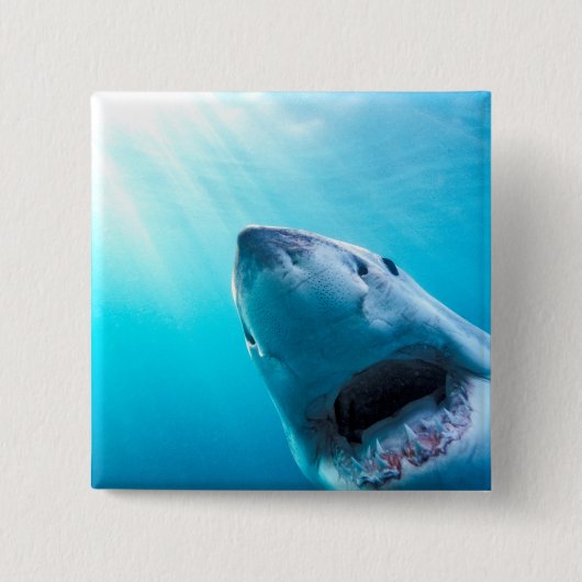 Grote witte haai | Zuid-Afrika Vierkante Button 5,1 Cm (Voorkant)