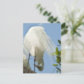 Grote witte haren op de bodem briefkaart (Staand voorkant)