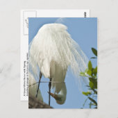 Grote witte haren op de bodem briefkaart (Voorkant / Achterkant)