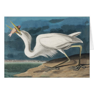 Grote Witte Heron Audubon Vogel Wildlife Painting