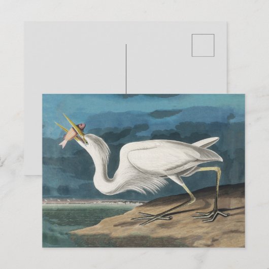 Grote Witte Heron Audubon Vogel Wildlife Painting Briefkaart (Voorkant / Achterkant)