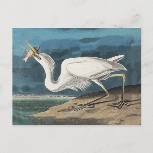 Grote Witte Heron Audubon Vogel Wildlife Painting Briefkaart (Voorkant)