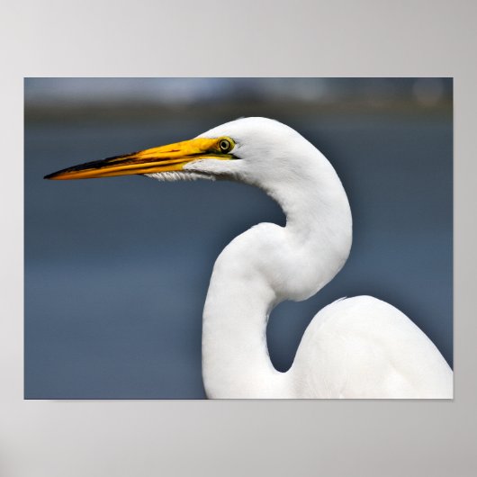 Grote witte kruid poster (Voorkant)