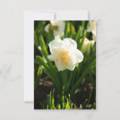 Grote witte narcissen op een lentedag  (Voorkant)