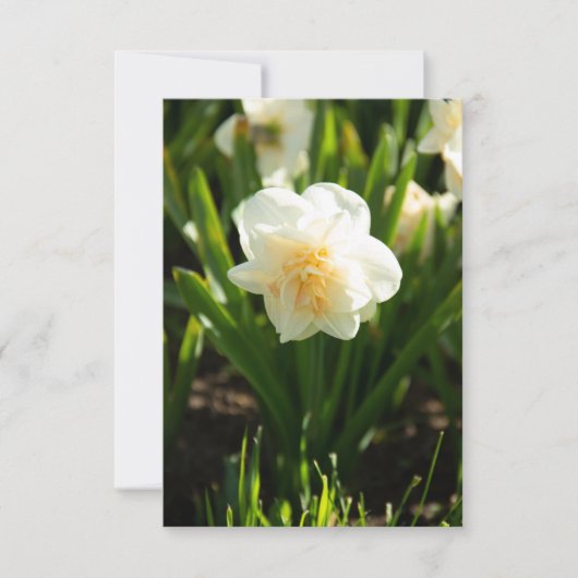 Grote witte narcissen op een lentedag  (Voorkant)