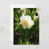 Grote witte narcissen op een lentedag  (Voorkant / Achterkant)