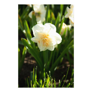 Grote witte narcissen op een lentedag  foto afdruk