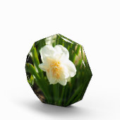 Grote witte narcissen op een lentedag fotoblokken (Rechts)