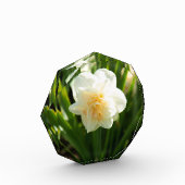 Grote witte narcissen op een lentedag fotoblokken (Links)