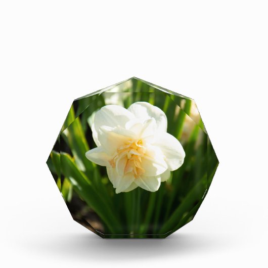 Grote witte narcissen op een lentedag fotoblokken (Voorkant)