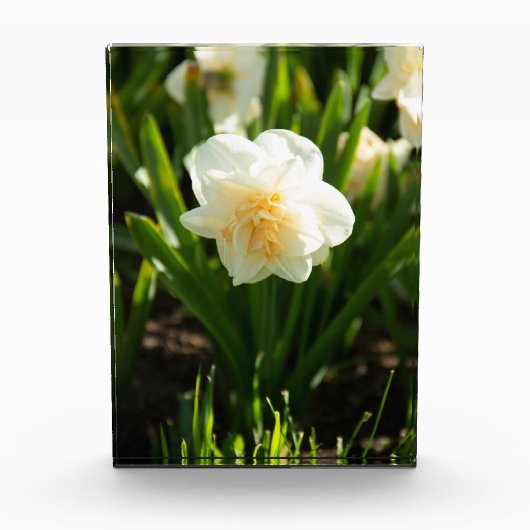 Grote witte narcissen op een lentedag  fotoblokken (Voorkant)