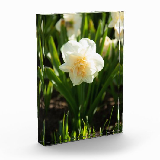 Grote witte narcissen op een lentedag  fotoblokken (Links)