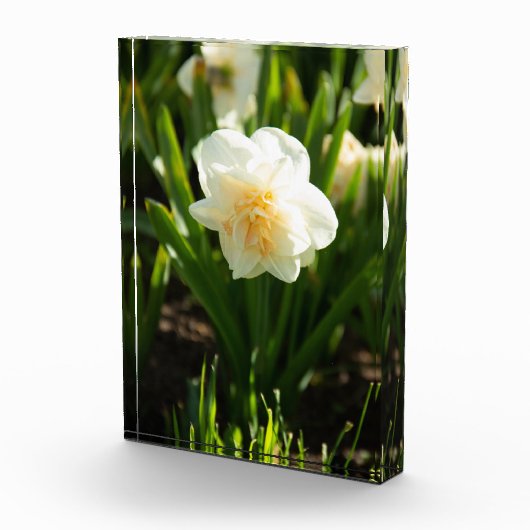 Grote witte narcissen op een lentedag  fotoblokken (Rechts)