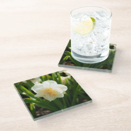 Grote witte narcissen op een lentedag  glazen onderzetter