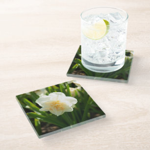 Grote witte narcissen op een lentedag  glazen onderzetter