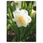 Grote witte narcissen op een lentedag   klembord (Achterkant)