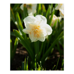 Grote witte narcissen op een lentedag perfect poster