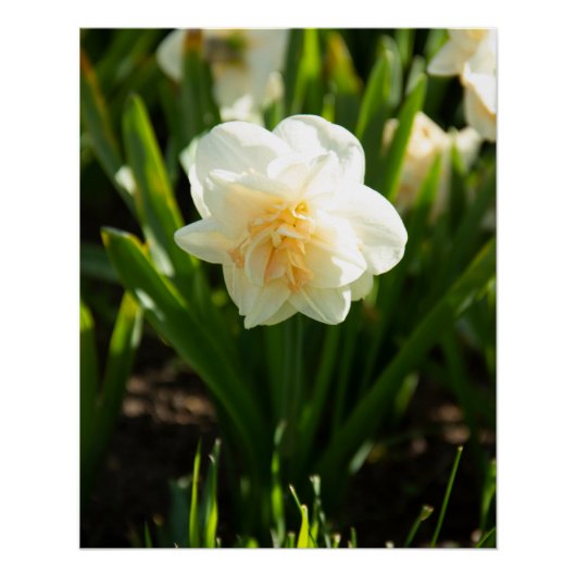 Grote witte narcissen op een lentedag perfect poster (Voorkant)
