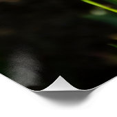 Grote witte narcissen op een lentedag perfect poster (Hoek)