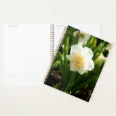 Grote witte narcissen op een lentedag    planner (Display)