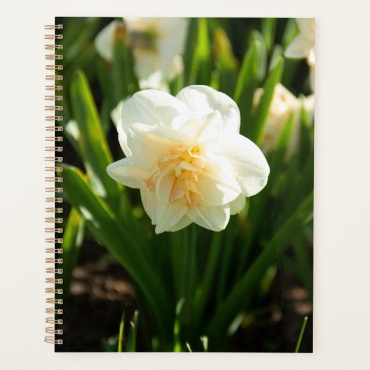 Grote witte narcissen op een lentedag    planner (Voorkant)