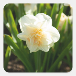 Grote witte narcissen op een lentedag vierkante sticker