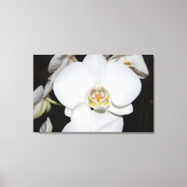 grote witte orchidee bloei canvas print