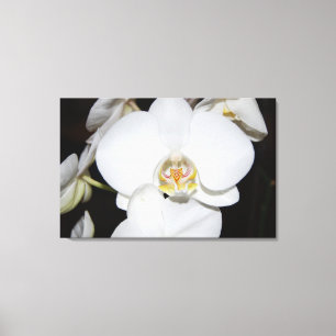 grote witte orchidee bloei canvas print