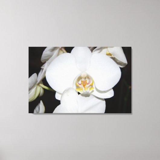 grote witte orchidee bloei canvas print (Voorkant)
