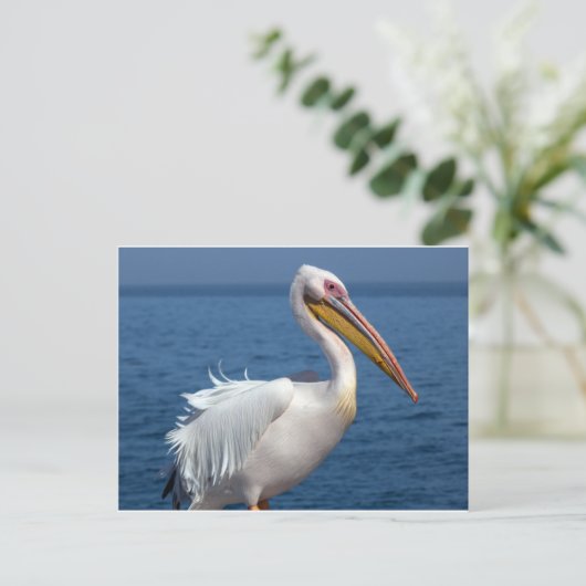 Grote witte pelikaan briefkaart (Staand voorkant)