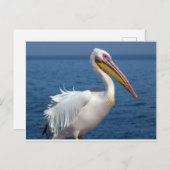 Grote witte pelikaan briefkaart (Voorkant / Achterkant)