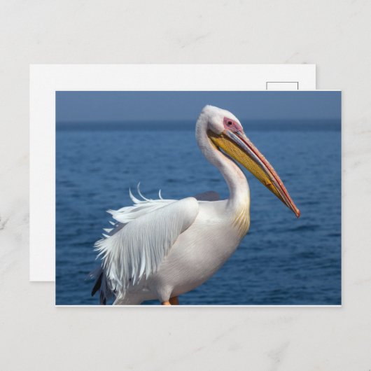 Grote witte pelikaan briefkaart (Voorkant / Achterkant)