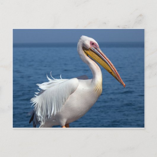 Grote witte pelikaan briefkaart (Voorkant)