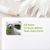 Grote witte Pyreneeën hond retour adres labels (Insitu)
