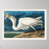 Grote witte reiger, 1835, De vogels van Amerika Poster (Voorkant)
