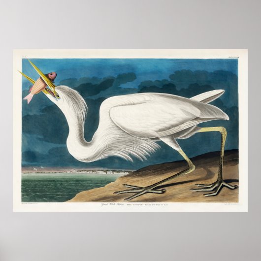 Grote witte reiger, 1835, De vogels van Amerika Poster (Voorkant)