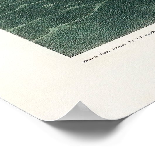 Grote witte reiger, 1835, De vogels van Amerika Poster (Hoek)