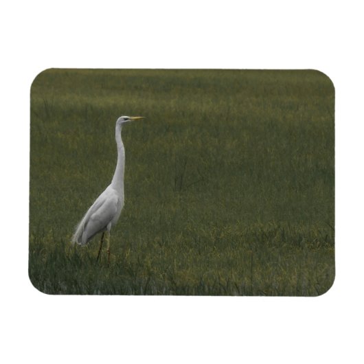 Grote witte reiger Flexibele fotomagneet Magneet (Horizontaal)