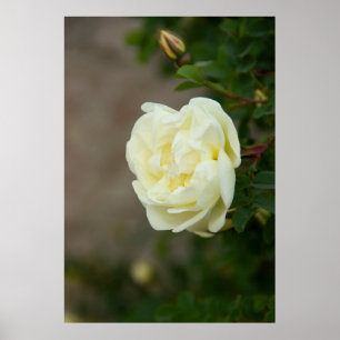 Grote witte rozen voor positief poster